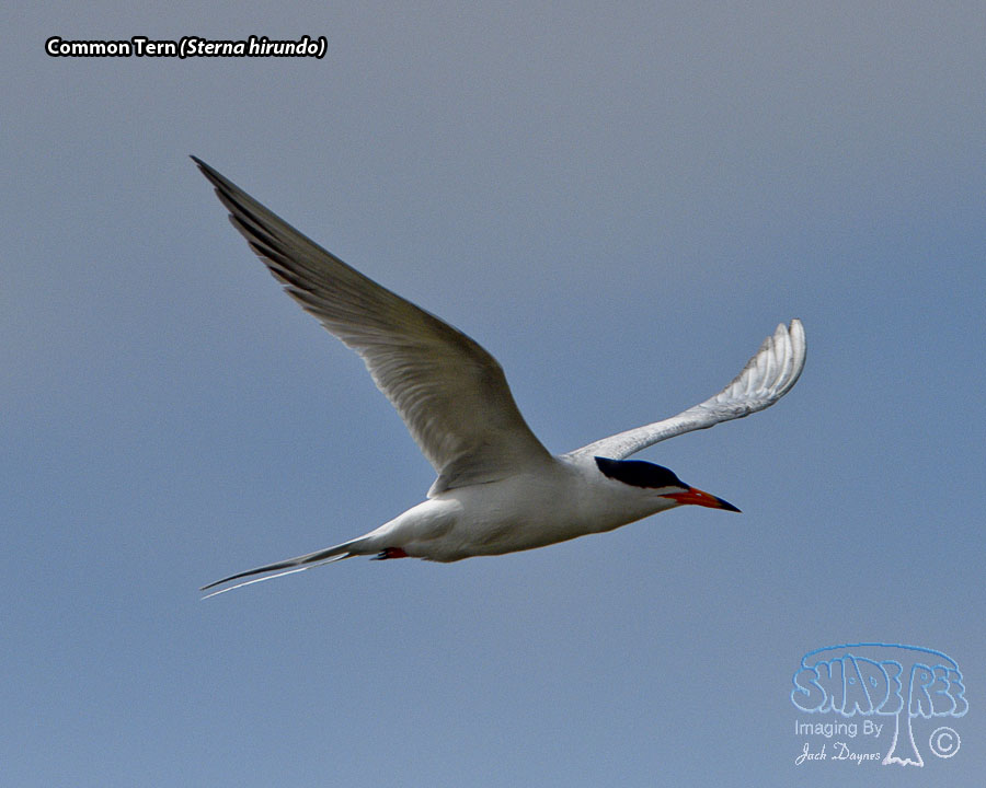 Common Tern - Sterna hirundo