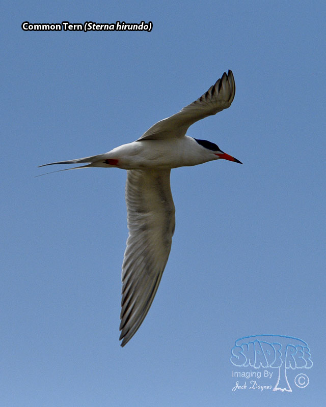 Common Tern - Sterna hirundo