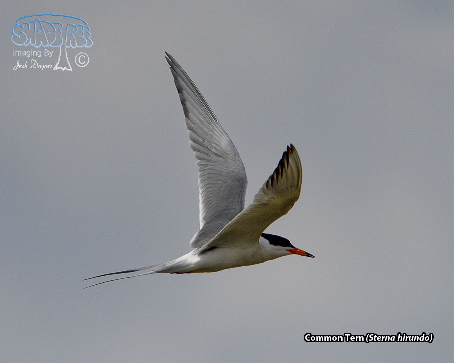 Common Tern - Sterna hirundo