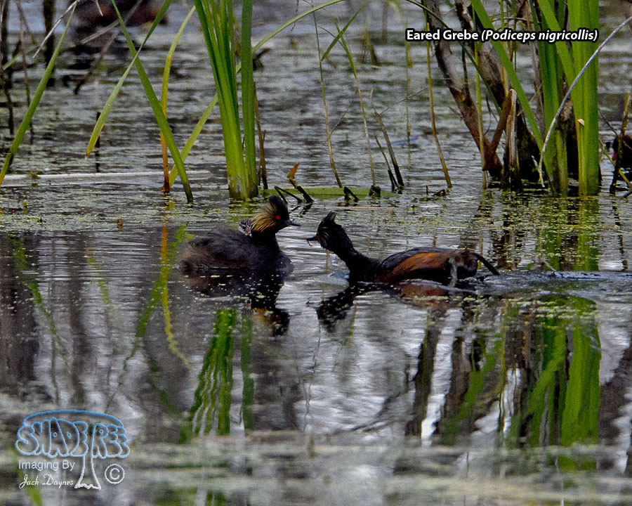 Eared Grebe - Podiceps nigricollis