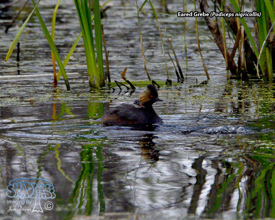 Eared Grebe - Podiceps nigricollis