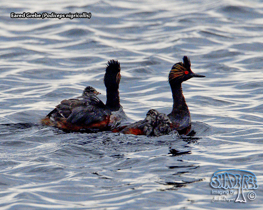 Eared Grebe - Podiceps nigricollis