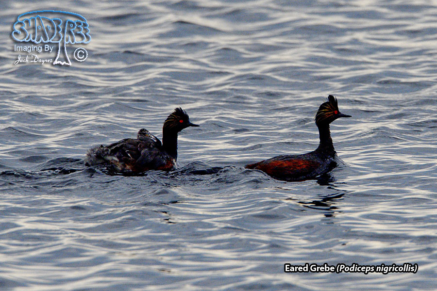 Eared Grebe - Podiceps nigricollis