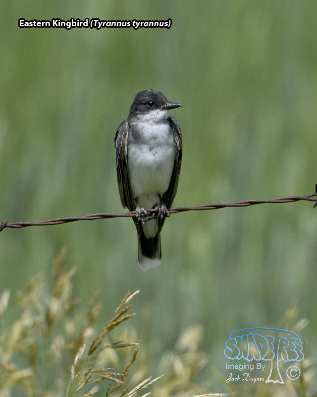 Eastern Kingbird - Tyrannus tyrannus
