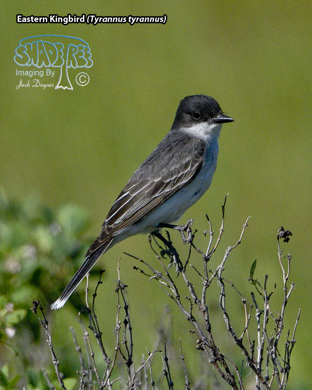 Eastern Kingbird - Tyrannus tyrannus