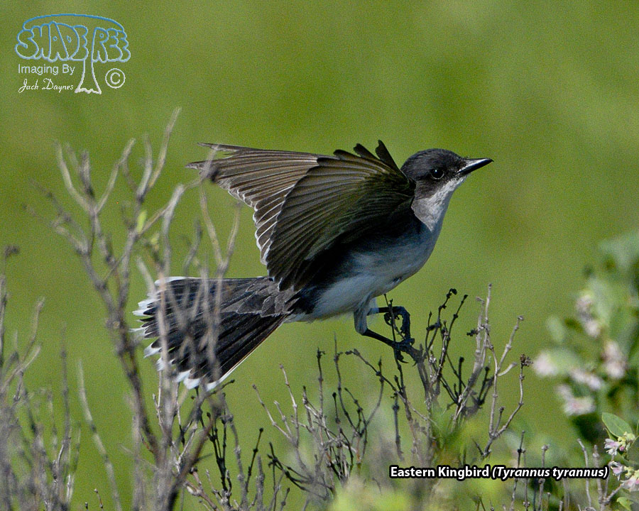 Eastern Kingbird - Tyrannus tyrannus