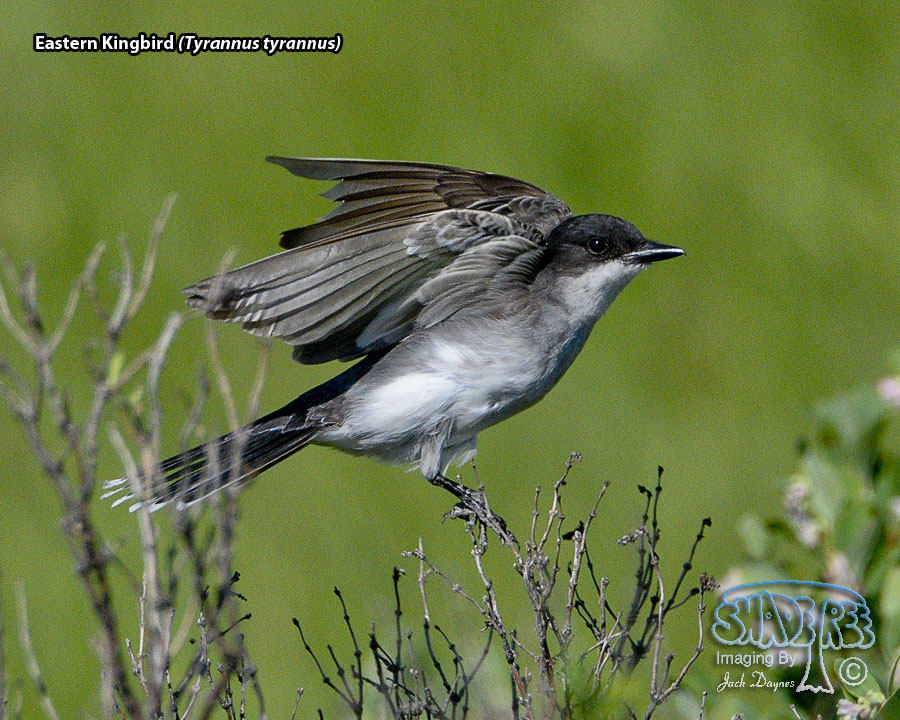 Eastern Kingbird - Tyrannus tyrannus