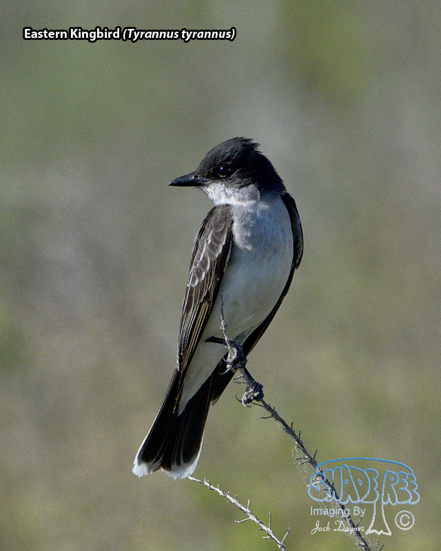 Eastern Kingbird - Tyrannus tyrannus