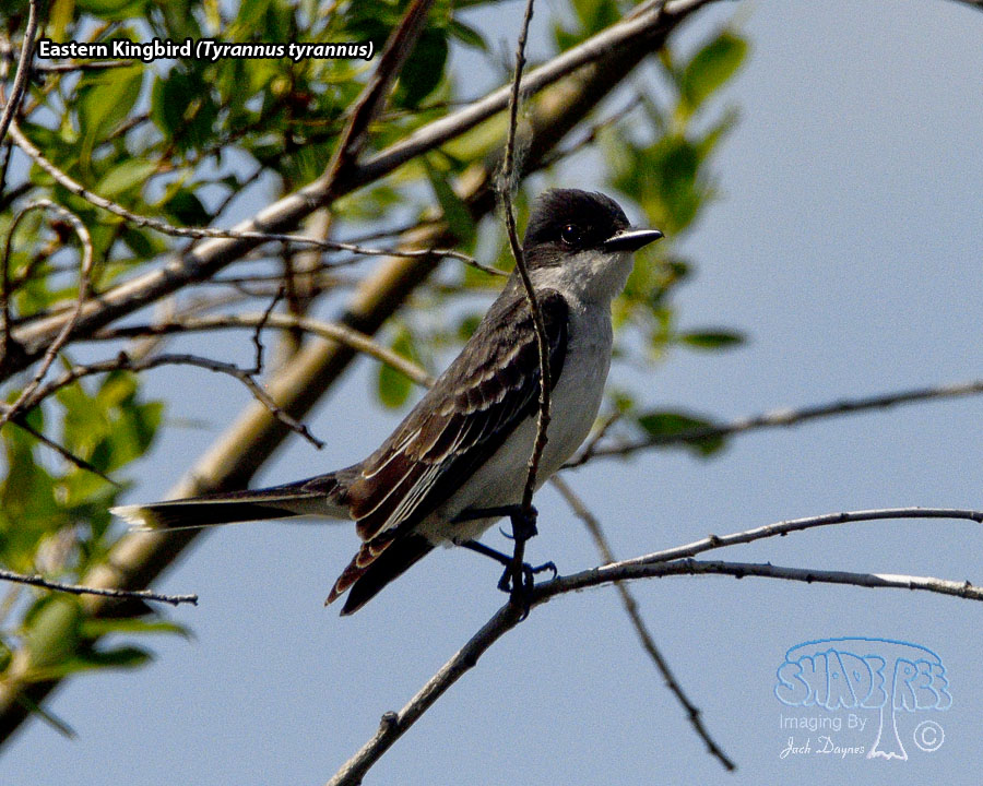 Eastern Kingbird - Tyrannus tyrannus
