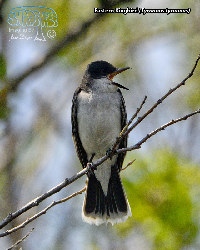 Eastern Kingbird - Tyrannus tyrannus