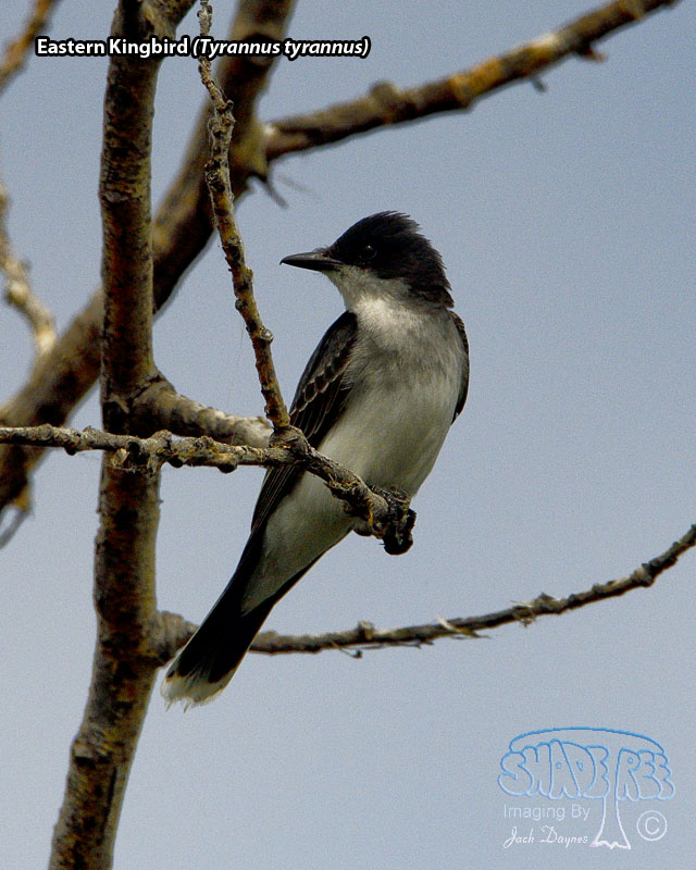 Eastern Kingbird - Tyrannus tyrannus