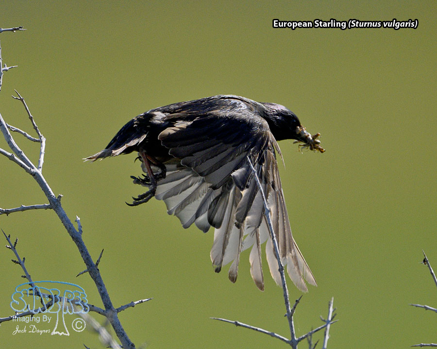 European Starling - Sturnus vulgaris