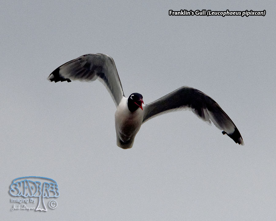 Franklin's Gull - Leucophaeus pipixcan