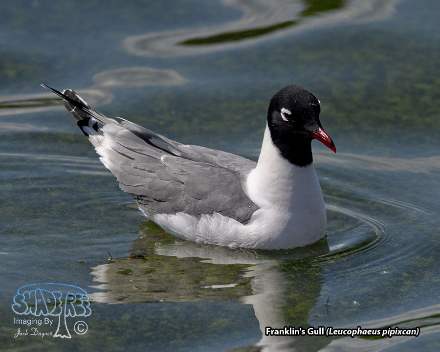 Franklin's Gull - Leucophaeus pipixcan