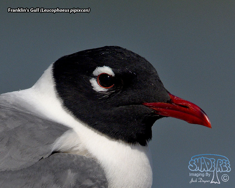 Franklin's Gull - Leucophaeus pipixcan