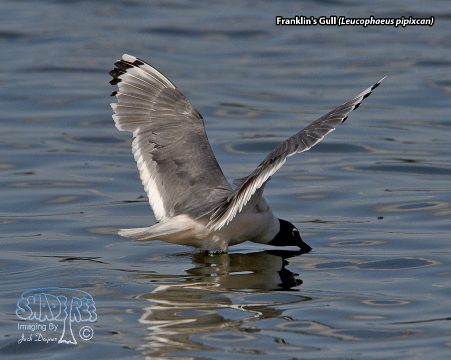 Franklin's Gull - Leucophaeus pipixcan