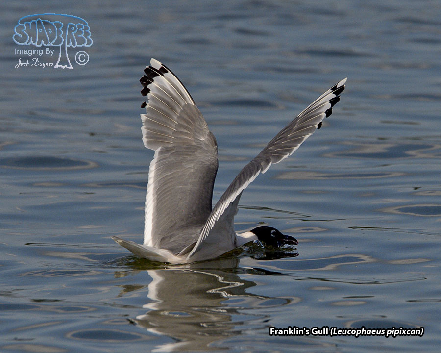 Franklin's Gull - Leucophaeus pipixcan