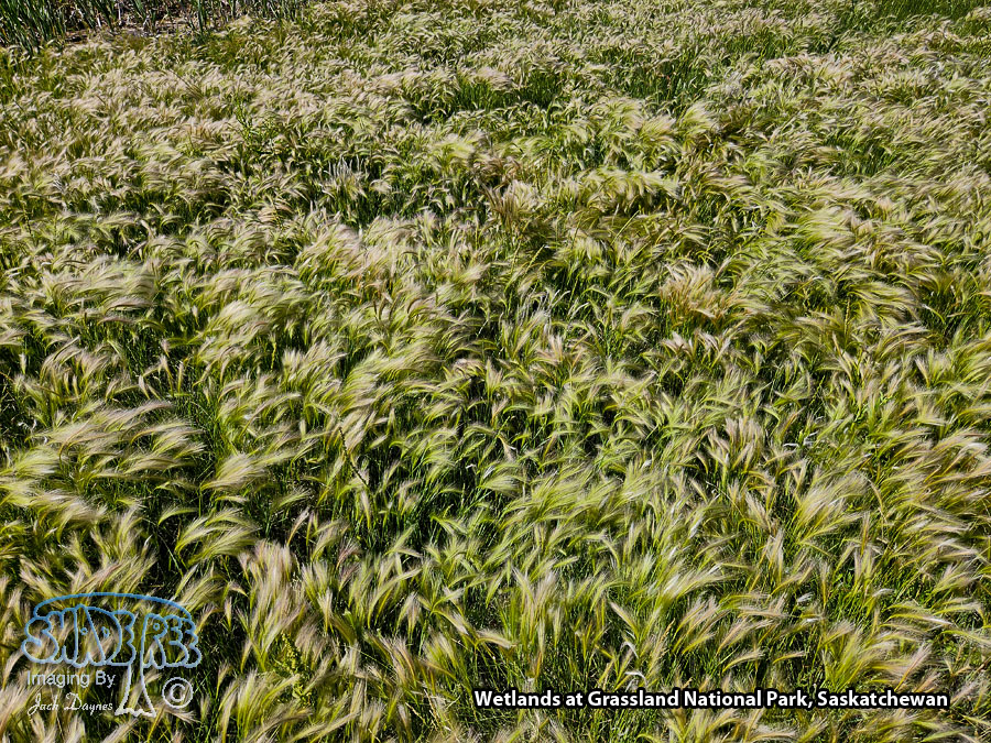 Grasslands National Park - Scenery