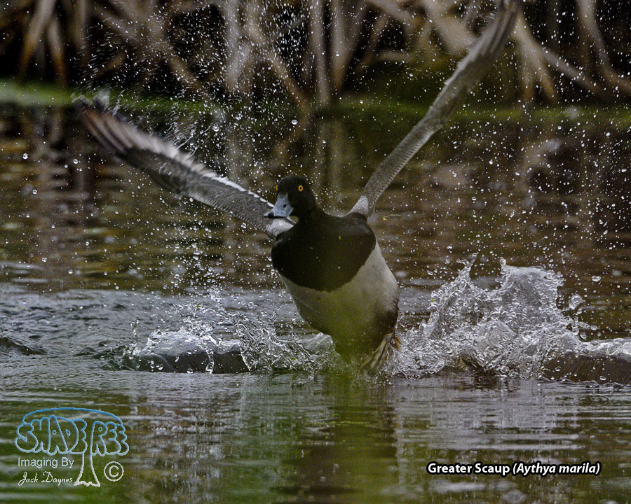 Greater Scaup - Aythya marila
