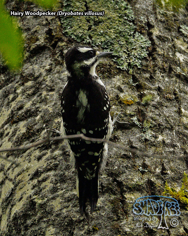 Hairy Woodpecker - Dryobates villosus