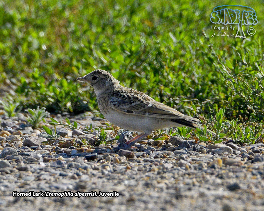 Horned Lark - Eremophila alpestris