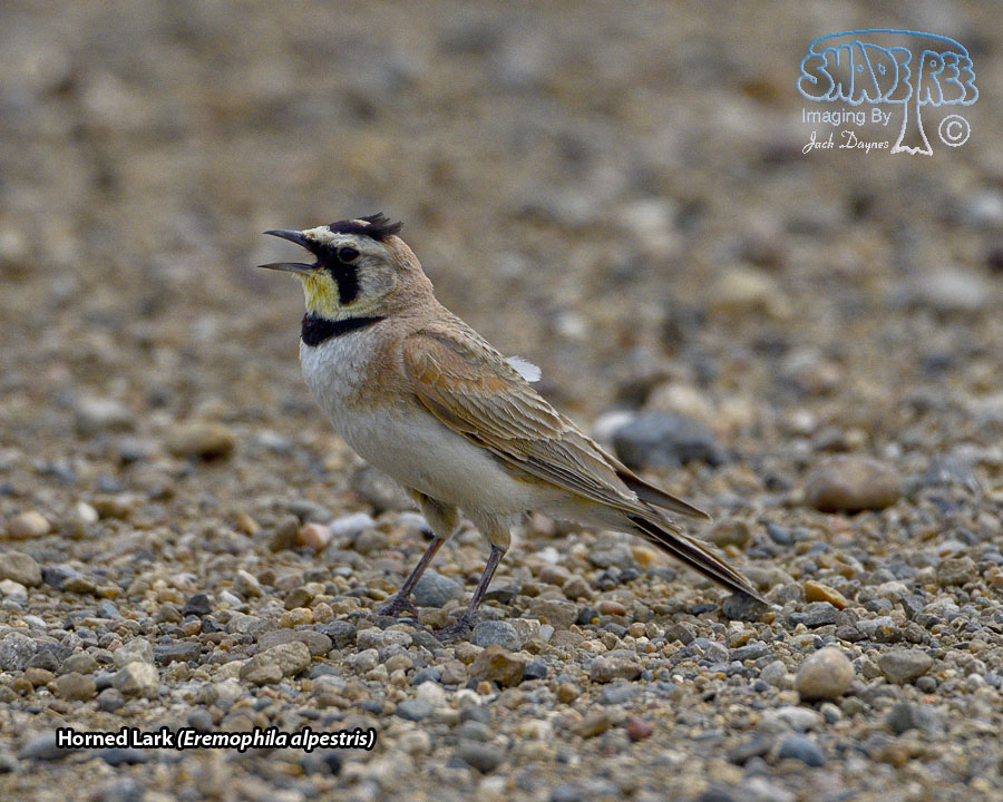 Horned Lark - Eremophila alpestris