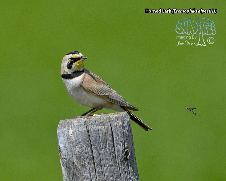 Horned Lark - Eremophila alpestris