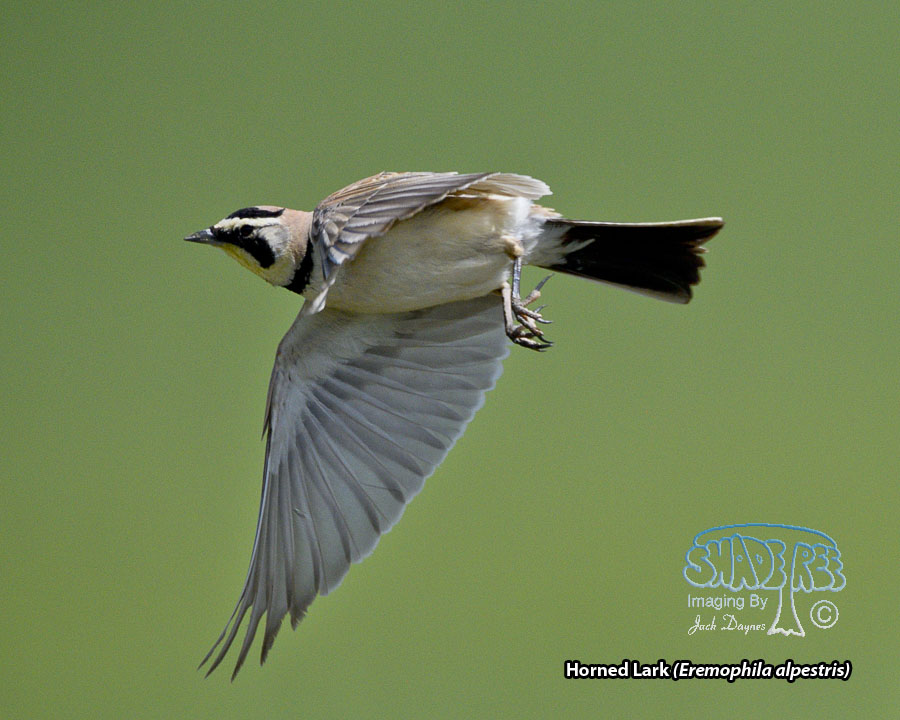 Horned Lark - Eremophila alpestris
