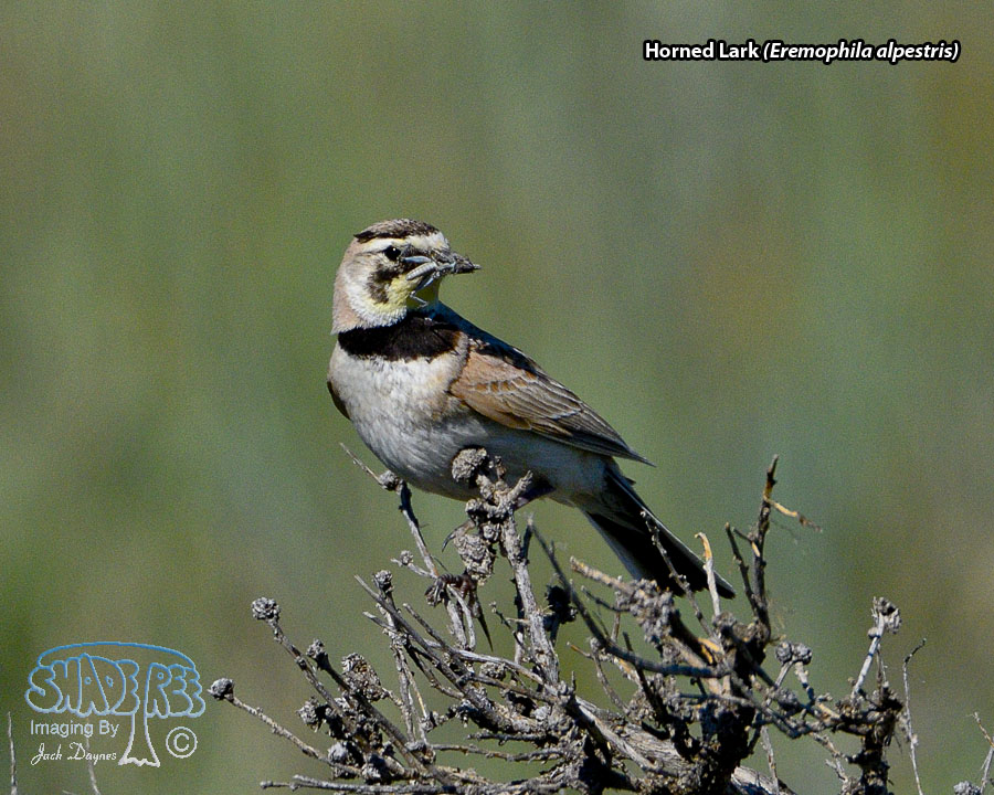 Horned Lark - Eremophila alpestris