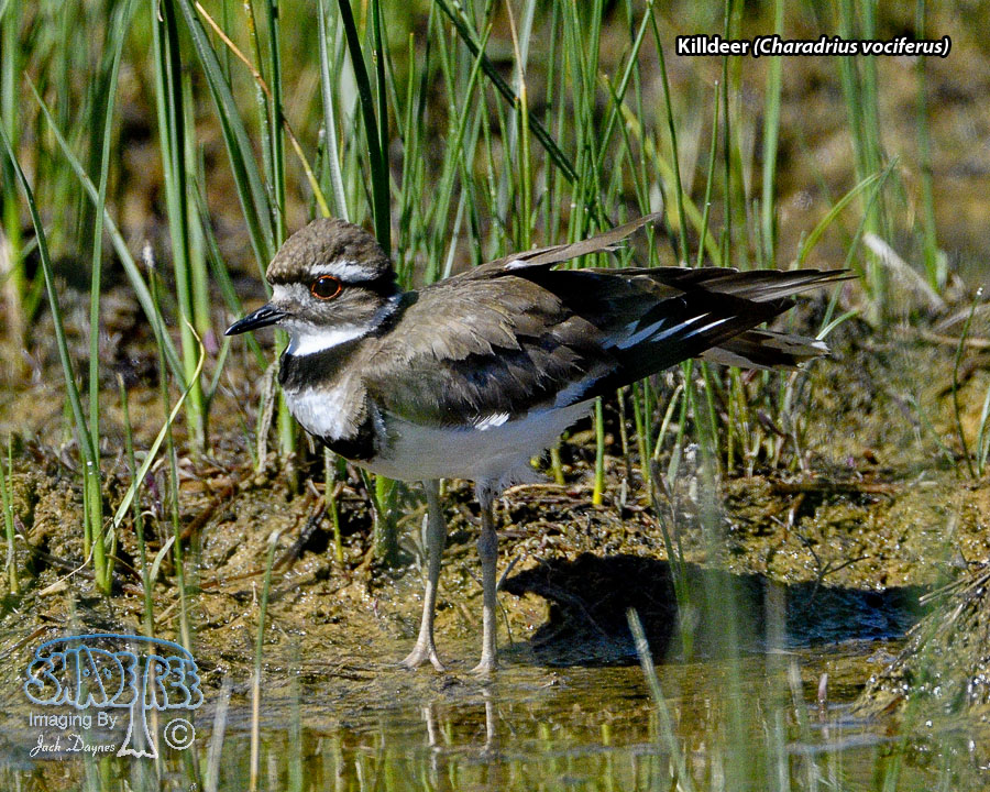 Killdeer - Charadrius vociferus