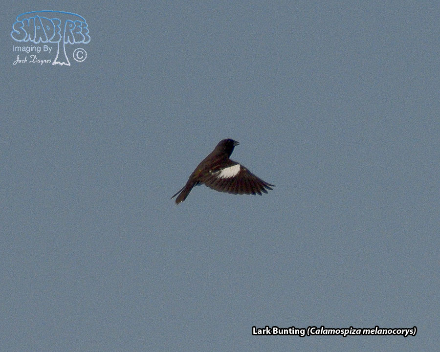 Lark Bunting - Calamospiza melanocorys