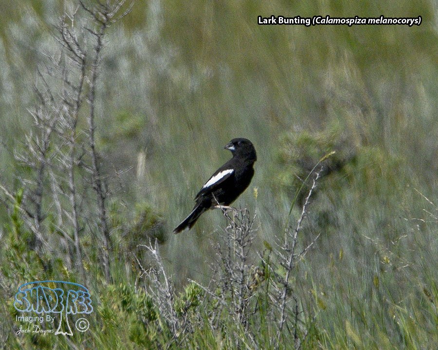 Lark Bunting - Calamospiza melanocorys