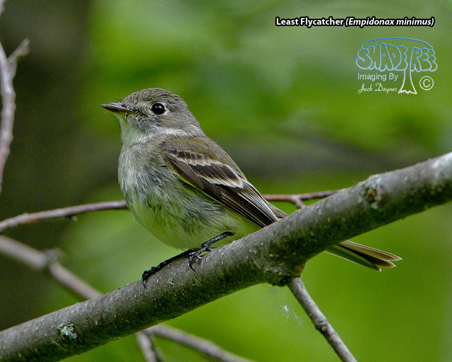 Least Flycatcher - Empidonax minimus