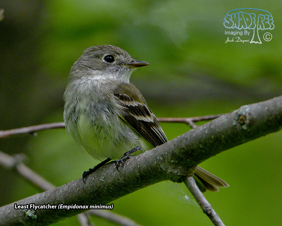 Least Flycatcher - Empidonax minimus