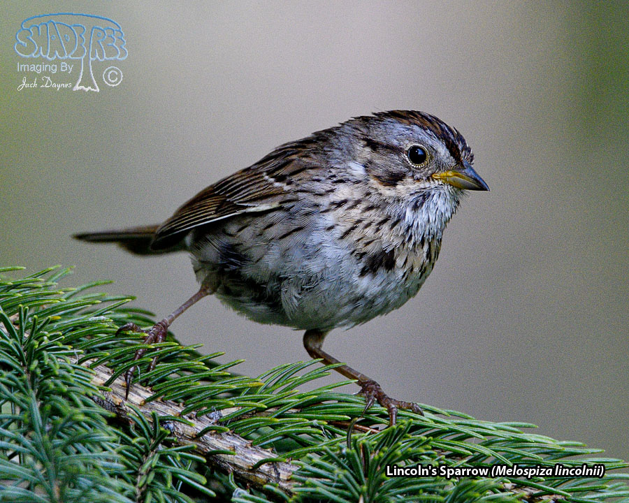 Lincoln's Sparrow - Melospiza lincolnii