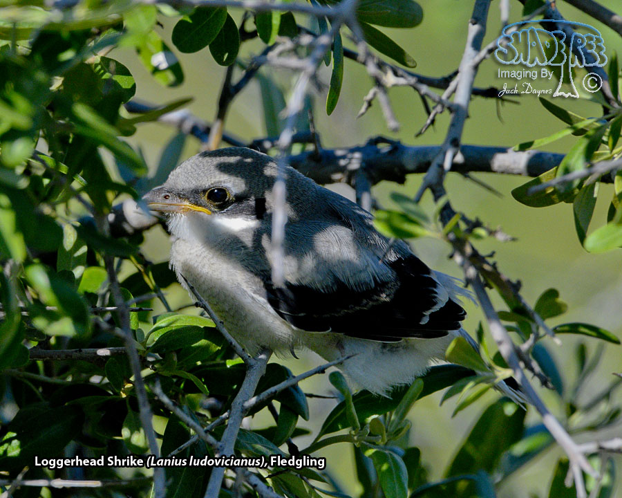 Loggerhead Shrike - Lanius ludovicianus