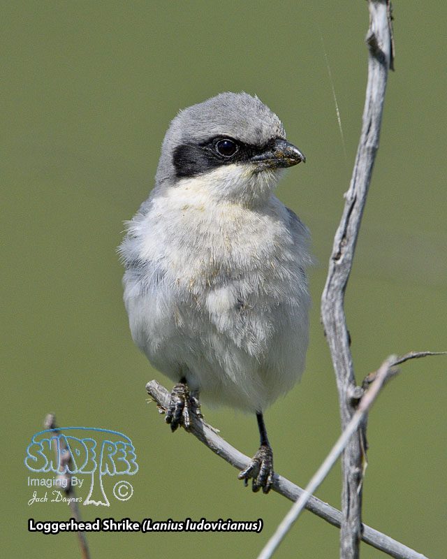 Loggerhead Shrike - Lanius ludovicianus