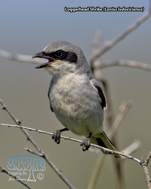 Loggerhead Shrike - Lanius ludovicianus
