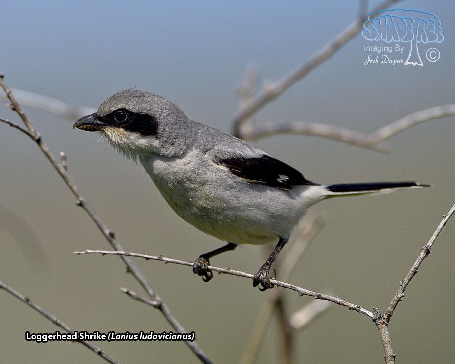 Loggerhead Shrike - Lanius ludovicianus