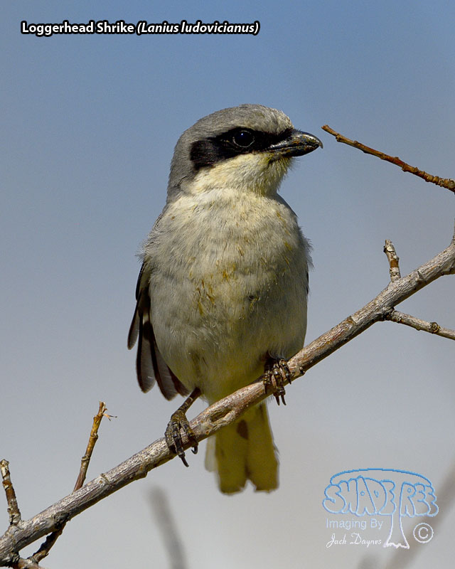 Loggerhead Shrike - Lanius ludovicianus