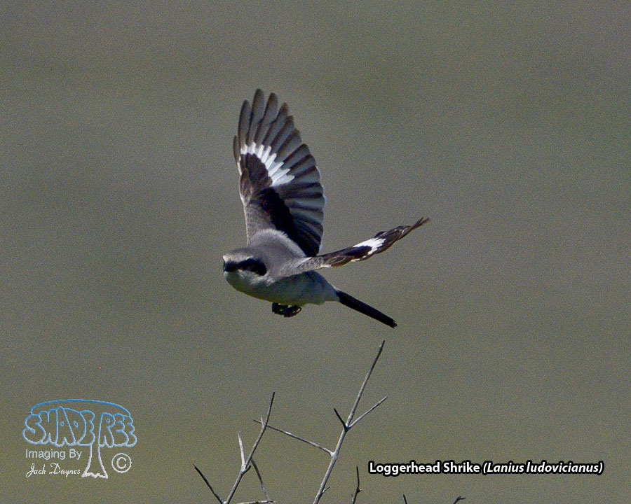 Loggerhead Shrike - Lanius ludovicianus