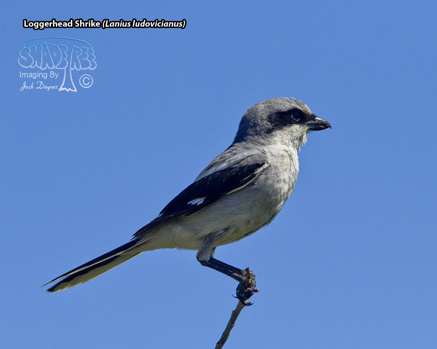 Loggerhead Shrike - Lanius ludovicianus