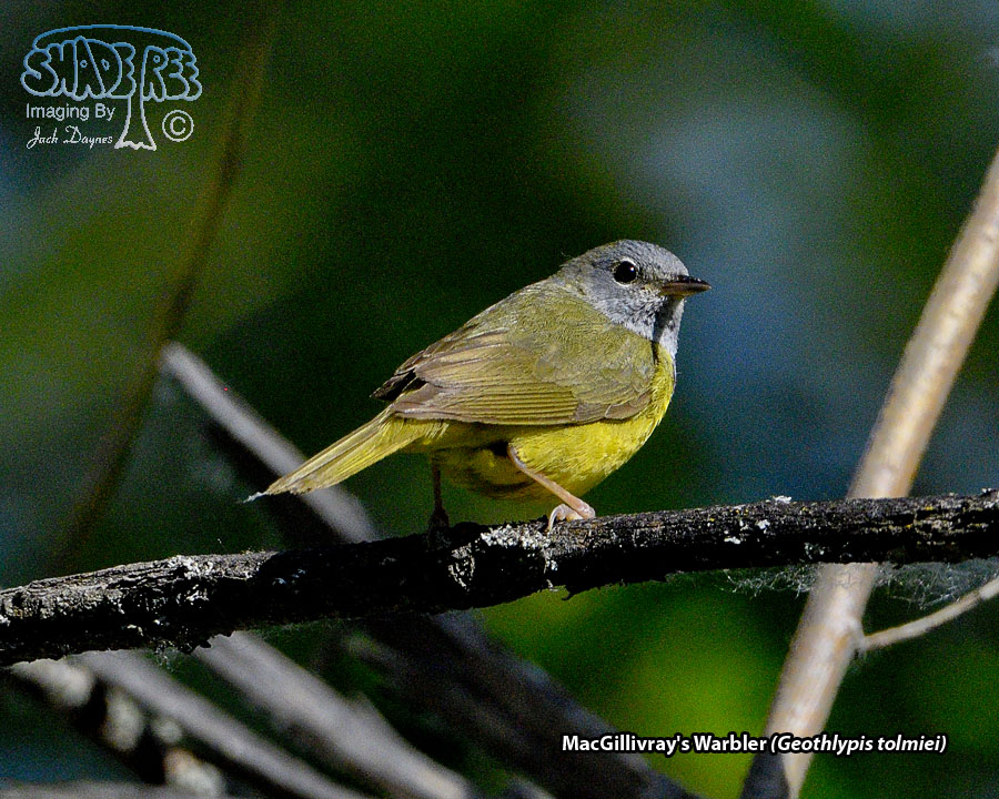 MacGillivray's Warbler - Geothlypis tolmiei