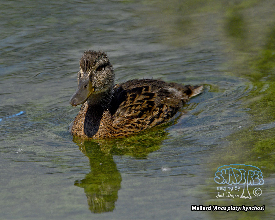 Mallard - Anas platyrhynchos