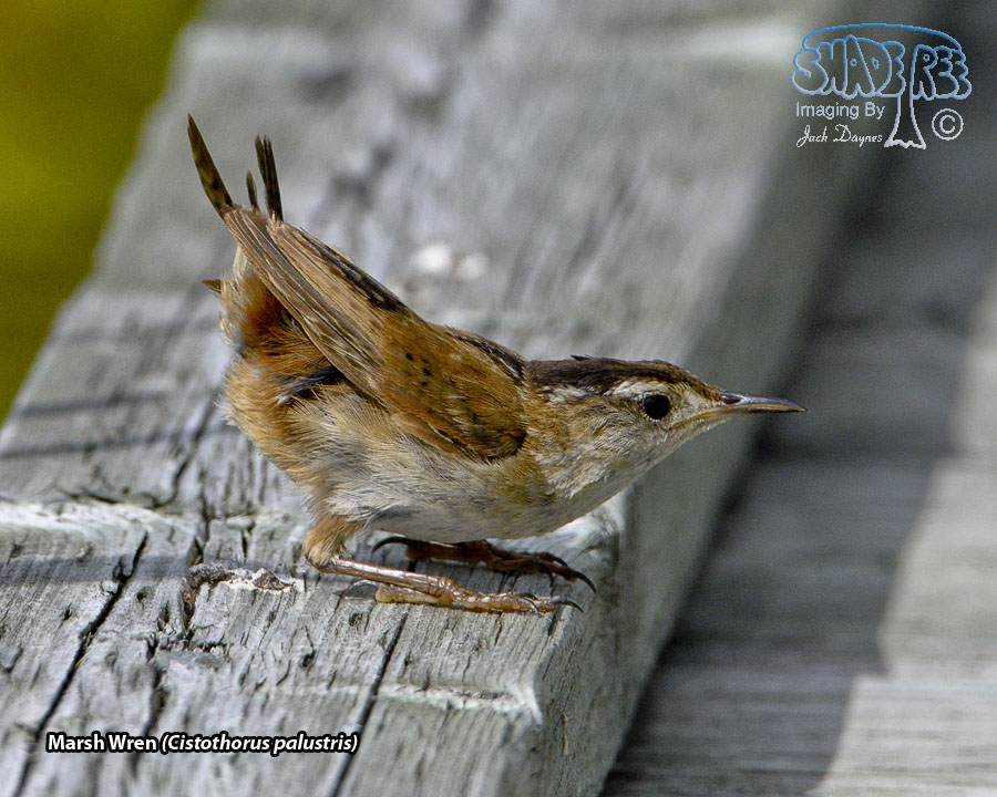 Marsh Wren - Cistothorus palustris