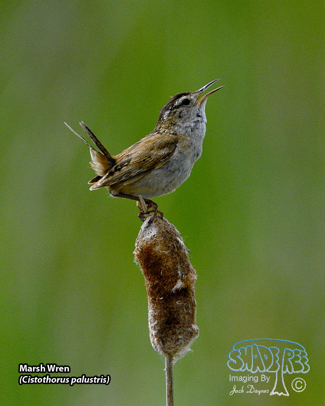 Marsh Wren - Cistothorus palustris
