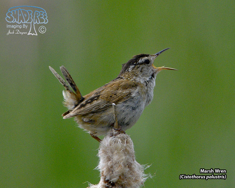 Marsh Wren - Cistothorus palustris