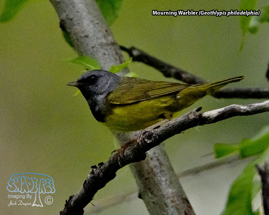 Mourning Warbler - Geothlypis philadelphia