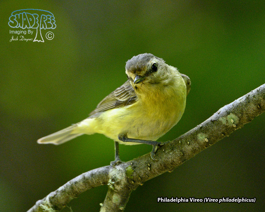Philadelphia Vireo - Vireo philadelphicus