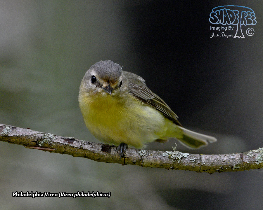 Philadelphia Vireo - Vireo philadelphicus